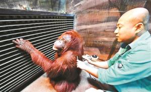 红毛猩猩患后肢无力等疾病，北京动物园采取中医点穴疗法