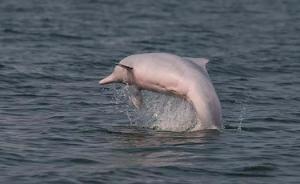 问吧精选｜专家：水域污染加剧中华白海豚的意外死亡频率