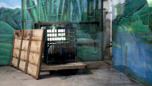 武汉大熊猫疑被虐待，正被送回四川休养
