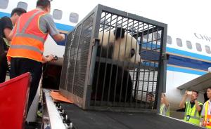 直击武汉“被虐”大熊猫乘机回成都老家