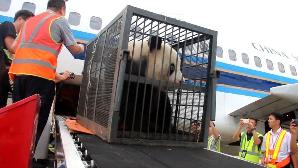 直击武汉“被虐”大熊猫乘机回成都老家