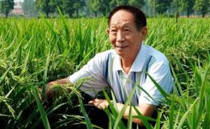 袁隆平院士工作站培育出含水稻“癌症”抗性基因的超级杂交稻