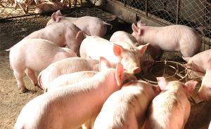 农业农村部：猪病毒“塞内卡”传入我国，各地应及时诊断报告