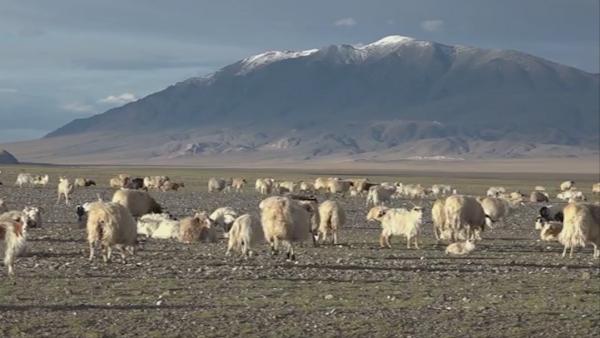 跨越千里，西藏首批高海拔牧民生态搬迁