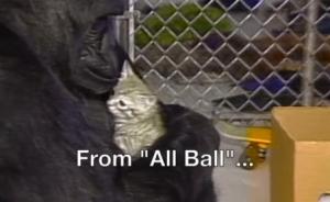 大猩猩“可可”去世享年46岁：懂手语能组合表达，养过猫