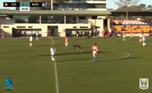 澳大利亚袋鼠闯入足球赛：会守门能过人