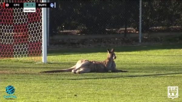澳大利亚袋鼠闯入足球赛：会守门能过人