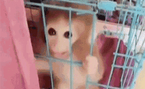 女子直播养猴牵出买卖猕猴大案：35人被抓，解救猕猴16只