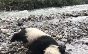 专家回应成都大熊猫溺亡质疑：最好的保护是让它适应自然