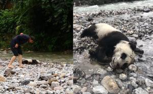 成都幼年大熊猫溺亡，遗体送至保护中心