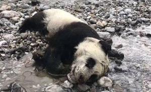 国家林草局回应野生大熊猫幼仔溺亡：把国宝全部圈养不合初衷