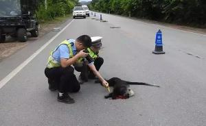 又一白头叶猴被车撞死：系世界最稀有猴类，可能是落败的猴王