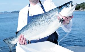 上半年挪威三文鱼对华出口大增逾五倍，价值3.66亿人民币