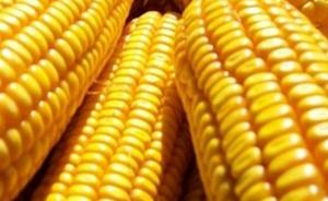 登海种业违规扩繁12吨转基因玉米种，并违规种植2590亩