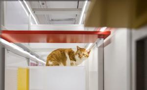 50㎡房子里建了一座“猫公寓”：设计的初衷还是为了人