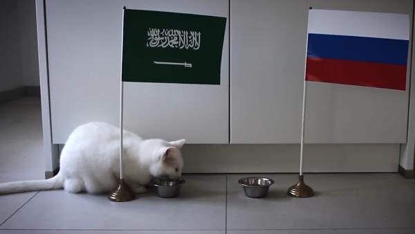 下一个章鱼保罗？俄白猫“备战”世界杯