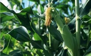 科技日报撰文讨论：转基因玉米违规种植，深层原因是什么？