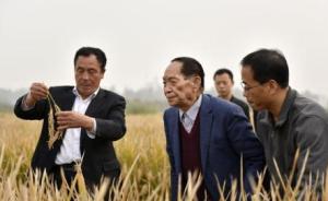 袁隆平将携团队全面开展海水稻试种，“技术路线图”已获形成