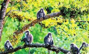 云南芒市菲氏叶猴群被确认为国内最大种群，当地成立专业巡护