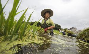 浮水稻洪水来临急速长高数米，半矮秆基因SD1起关键作用