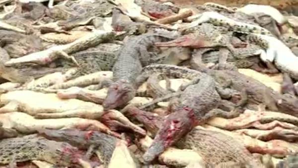 印尼鳄鱼咬死村民，全村复仇杀百条鳄鱼