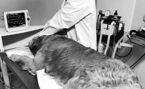 宠物医院生意火、看病比人贵，河南专项整治动物诊疗行业