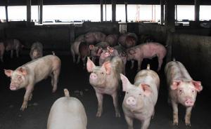 农业农村部：全年猪价或总体处于下降通道