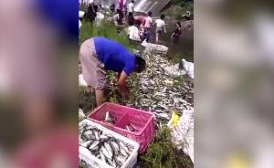 水库漫坝大量鱼从天而降，村民纷纷捡捞