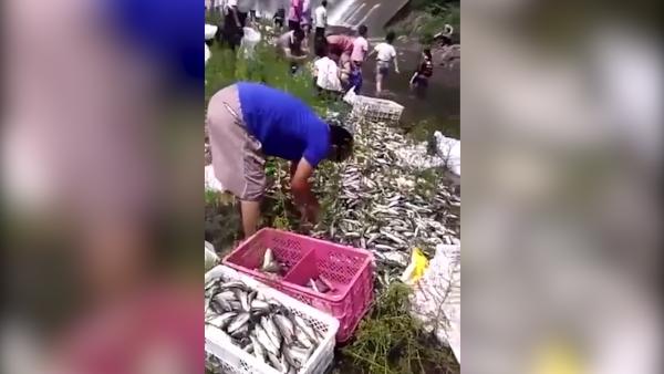 水库漫坝大量鱼从天而降，村民纷纷捡捞