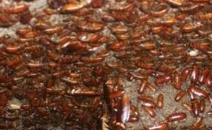 山东这个地方养3亿只蟑螂：每天可“吃掉”15吨餐厨垃圾