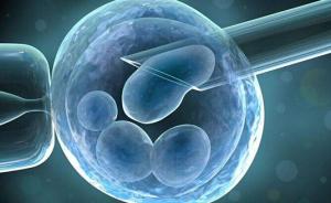 用小鼠干细胞造出的人造胚胎样结构，已非常接近真正的胚胎