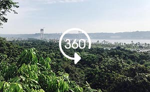 360°全景｜大江奔流：观赏中国纬度最高、最古老的桂圆林