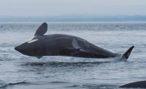 太平洋虎鲸妈妈难舍夭折幼鲸：用前额推着宝宝尸体同游数天