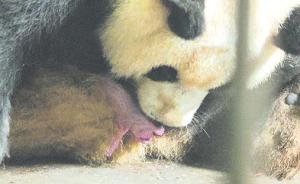 大熊猫幼仔颈部疑被妈妈划伤惊险抢救，缝九针取名“润九”