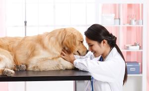 做宠物医生十五年，我几乎给全城的狗都看过病