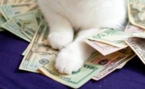 抓钱猫出现资金兑付等问题发公告致歉，警方已立案侦查