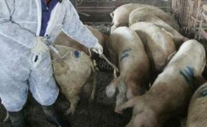 沈阳发生一例非洲猪瘟疫情：不感染人，913头生猪全部扑杀