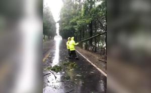 臺風天巡邏遇樹倒，浦東交警雨中清障