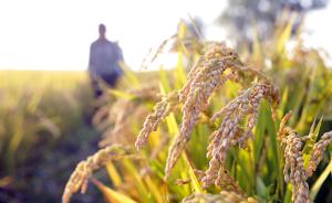科学家推广“出污泥而不染”的大米，让污染农田产出放心粮食