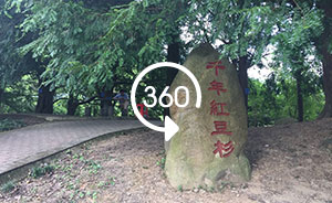 360°全景｜大江奔流：武宁千年红豆杉让农民走上致富路