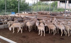 黑龙江省桦南县发生疑似羊炭疽疫情，捕杀肉羊255只