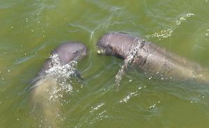 江豚从保护区迁到海洋馆，野保协会：江豚在长江难保无风险