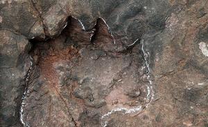 贵州茅台镇发现中国侏罗纪早期规模最大的蜥脚类恐龙足迹群