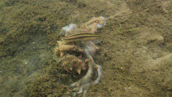 大连海参被“热死”，池养模式受考验