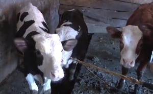 肉牛生出黑白牛犊疑配错奶牛种，繁育站正调查、建议牛主诉讼