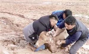 藏野驴幼崽被困泥潭，三男子出手救驴送母子团圆后光脚离开