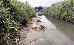 福建一排水渠变臭水渠遭村民投诉三年未果，官方：污水厂饱和