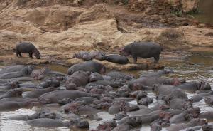 肯尼亚河马再次袭人，中国游客后又有渔民遇袭身亡