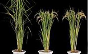 新“绿色革命”或将到来：中国学者找到农作物高产少肥途径