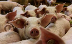 非洲猪瘟波及至养殖大省河南，或将对全国生猪市场产生影响